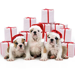 Dogs Greetings Card Collection: Bulldog Puppies - sitting with Christmas presents, wearing Christmas hats