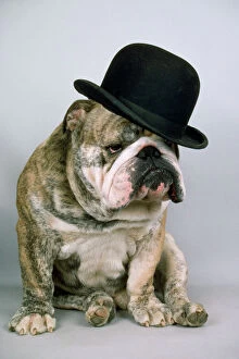 Dogs Greetings Card Collection: Bulldog - wearing bowler hat