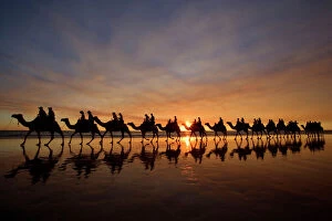 Colours Collection: Camel safari - famous camel safari on Broom's Cable Beach at sunset with camels reflecting on wet