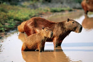 Rodent Collection: Capybara FG 9573 Mother and young, S. America, Venezuela Hydrochaeris hydrochaeris © Francois