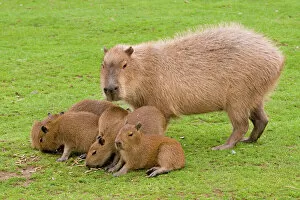 Rodents Premium Framed Print Collection: Capybara - with young