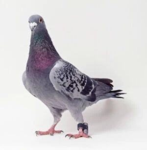Communication Collection: Carrier Pigeon