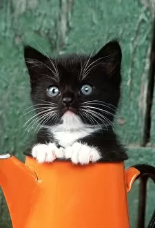 Whiskers Collection: CAT - Black KITTEN in orange jug