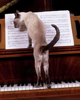 Cats Framed Print Collection: Cat - blue siamese standing on piano reading music