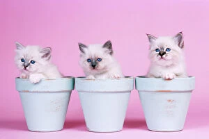 Cats Poster Print Collection: Cat - Blue Tabby, Seal Tabby & Blue Birman Kittens in flowerpots