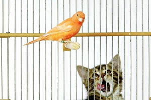 Cats Jigsaw Puzzle Collection: Cat - with caged Canary bird