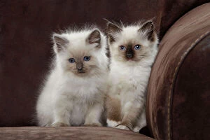 M Collection: Cat - two Ragdoll kittens