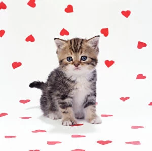 John Young Tote Bag Collection: Cat - Tabby Kitten on hearts background