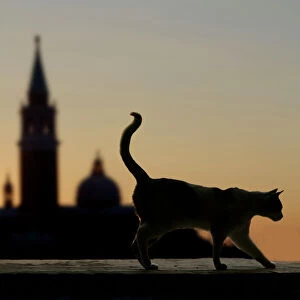 Atmosphere Collection: Cat - walking on ledge - Venice - Italy