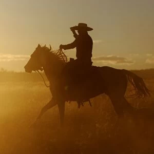 Cowboys Collection: Cattleman riding Quarter / Paint Horse - at sunset. Ponderosa Ranch - Seneca - Oregon - USA