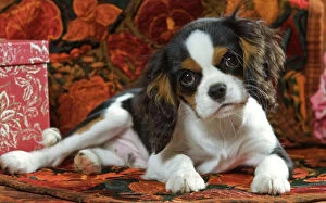 King Charles Metal Print Collection: Cavalier King Charles Dog - puppy