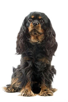 Related Images Canvas Print Collection: Cavalier King Charles Spaniel