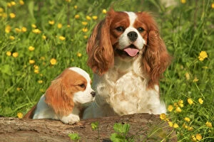 King Charles Metal Print Collection: Cavalier King Charles Spaniel - adult and puppy