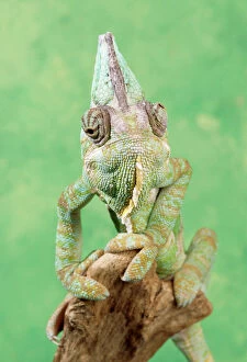 Veiled Chameleon Pillow Collection: Chameleon - male, showing eyes swiveling