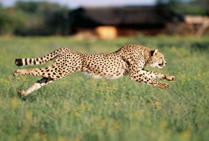 Cheetah Metal Print Collection: Cheetah Running, sequence 1 C