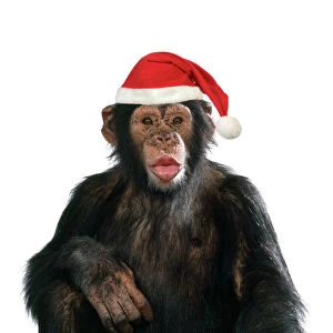 Primates Premium Framed Print Collection: Chimpanzee - showing lips kissing wearing Christmas hat Dig. Manipulation: Hat (JD)
