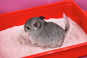 Rodents Collection: Chinchilla - baby in sand tray, bathing to help keep fur clean & soft