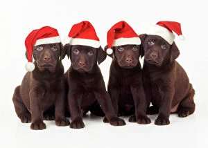 Labradors Collection: Chocolate Labrador Dog - puppies 6 weeks old wearing Christmas hats