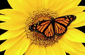 Monarch Butterfly Mounted Print Collection: CLY02021
