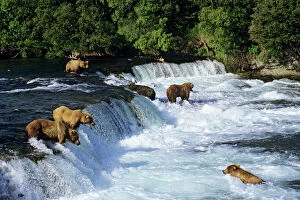 Grizzlies Collection: Coastal Grizzlies or Alaskan Brown Bears - fishing for salmon at Brooks Falls