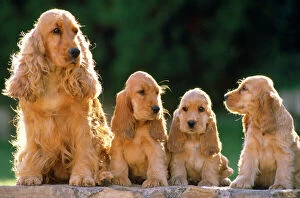 Gundog Collection: Cocker Spaniel Dogs - adult & puppys sitting in a row