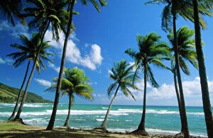 Related Images Metal Print Collection: Coconut Palm - Palm Trees along shoreline - Puerto Rico