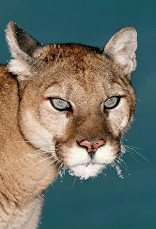 Cougar Collection: Cougar CLA 541 Close up of head, in winter - North-Western Montana Felis concolor © Mary Clay