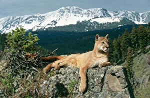 Related Images Collection: Cougar / Mountain Lion - Lying on rock Montana, USA