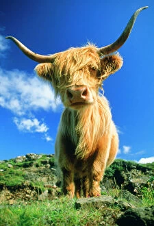 Highland Cow Poster Print Collection: Cow - Highland Cattle