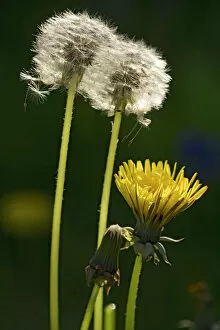Gibbon Collection: Dandelion flowers and seed-heads ('clocks')