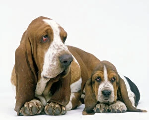Related Images Photo Mug Collection: Dog - Basset Hound, adult with puppy