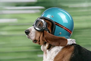 Related Images Framed Print Collection: DOG. Basset hound wearing goggles & helmet
