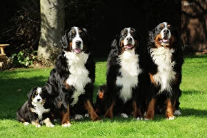 Bernese Mountain Dogs Collection: DOG. Bernese mountain puppy sitting next to three bernese mountain dogs sitting