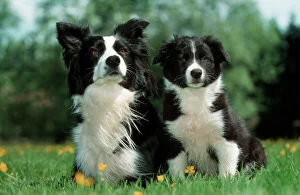 Black And White Collection: Dog - Border Collie - Adult with puppy sitting in garden