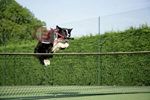 Tennis Metal Print Collection: Dog - Border collie jumping over tennis net with racquet in mouth