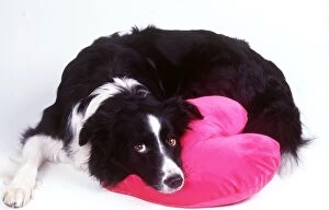 Collie Collection: DOG - Border Collie looking sad with head on heart cushion