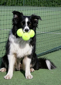 Border Collie Collection: Dog - Border collie with tennis balls on court