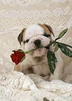 Valentine's Day Poster Print Collection: DOG - Bulldog puppy with rose in mouth