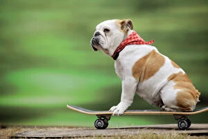 Utility Photo Mug Collection: DOG. Bulldog on skateboard Digital Manipulation:scarf from blue to red