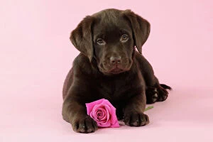 Valentine's Day Mouse Mat Collection: DOG. Chocolate Labrador puppy laying down with rose