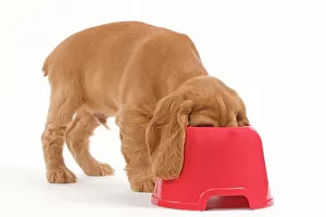 Bowl Collection: Dog - Cocker Spaniel - puppy with head in feeding bowl