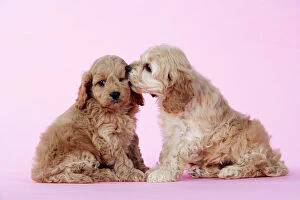 Dog Valentine Prints Collection: Dog. Cockerpoo puppies (7 weeks old)