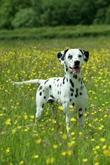 Dalmatians Collection: DOG - Dalmatian standing in buttercup field