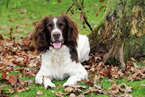 Parks Collection: DOG. English springer spaniel sitting in leaves