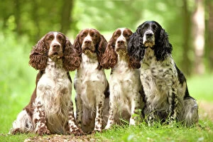 Jean Michel Photo Mug Collection: Dog - English springer spaniel - four sitting in row