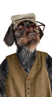 Plains Mouse Collection: Dog. German Wire-Haired Pointer with hat glasses & waistcoat on Digital Manipulation