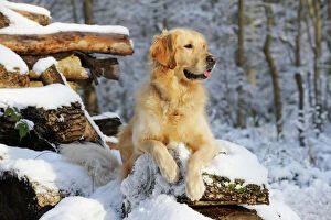 Related Images Fine Art Print Collection: DOG. Golden retriever laying on snow covered logs