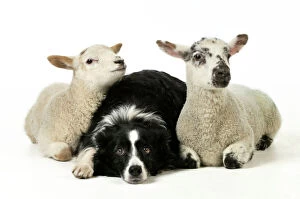 Border Collie Collection: DOG & LAMB. Border collie sitting between two cross breed lambs