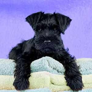 Puppies Photographic Print Collection: Dog - Miniature Schnauzer - 10 week old puppy - lying down on a pile of towels Digital Manipulation