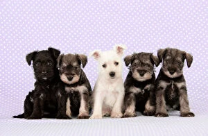 Terrier Collection: Dog. Miniature Schnauzer puppies (6 weeks old) Digital Manipulation: background colour